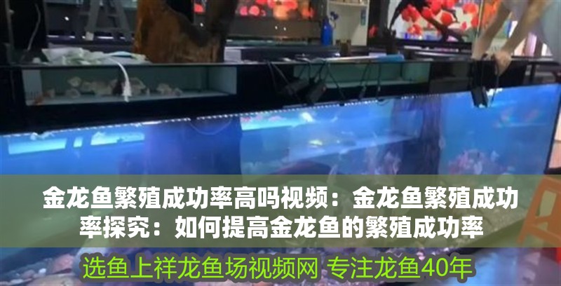 金龍魚繁殖成功率高嗎視頻：金龍魚繁殖成功率探究：如何提高金龍魚的繁殖成功率