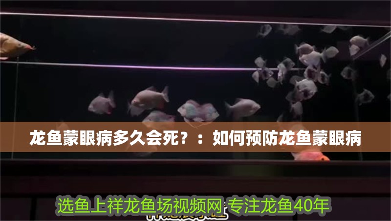 龍魚蒙眼病多久會死？：如何預防龍魚蒙眼病