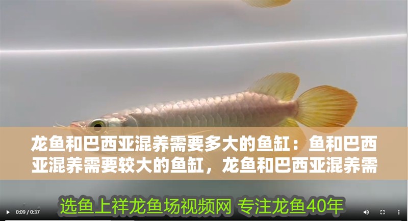 龍魚和巴西亞混養需要多大的魚缸：魚和巴西亞混養需要較大的魚缸，龍魚和巴西亞混養需要哪些過濾器