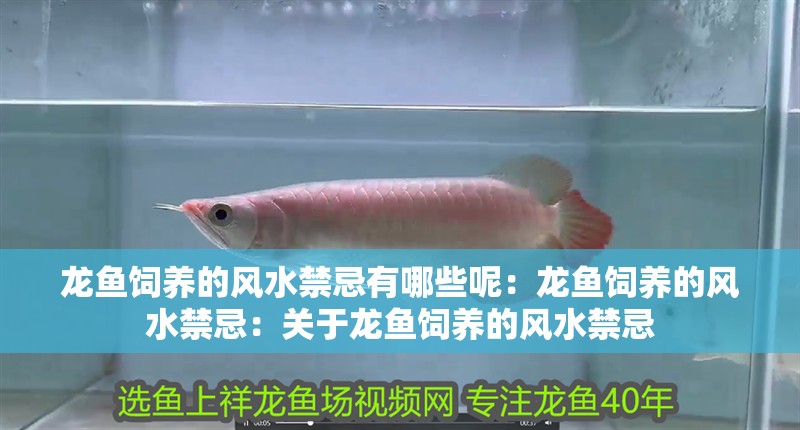 龍魚飼養的風水禁忌有哪些呢：龍魚飼養的風水禁忌：關于龍魚飼養的風水禁忌