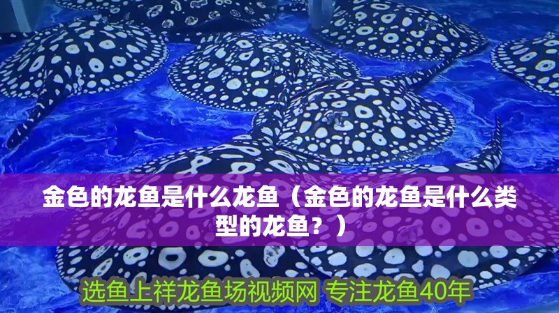 金色的龍魚是什么龍魚（金色的龍魚是什么類型的龍魚？）