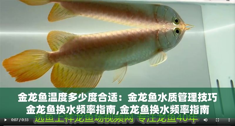 金龍魚溫度多少度合適：金龍魚水質(zhì)管理技巧金龍魚換水頻率指南,金龍魚換水頻率指南