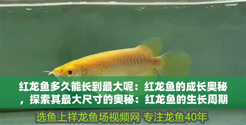 紅龍魚多久能長到最大呢：紅龍魚的成長奧秘，探索其最大尺寸的奧秘：紅龍魚的生長周期