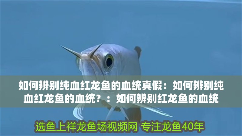 如何辨別純血紅龍魚的血統(tǒng)真假：如何辨別純血紅龍魚的血統(tǒng)？：如何辨別紅龍魚的血統(tǒng)