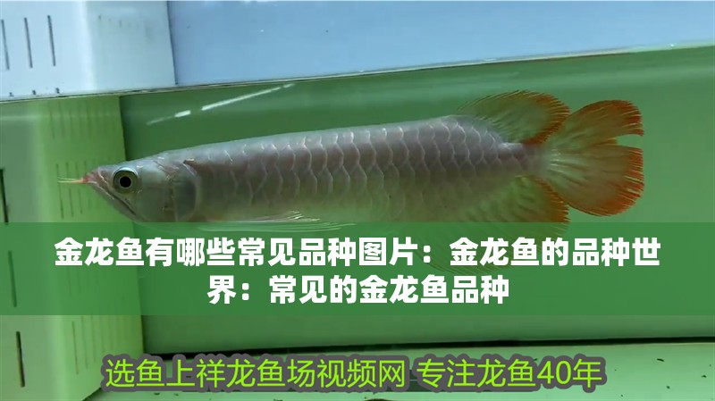 金龍魚有哪些常見品種圖片：金龍魚的品種世界：常見的金龍魚品種