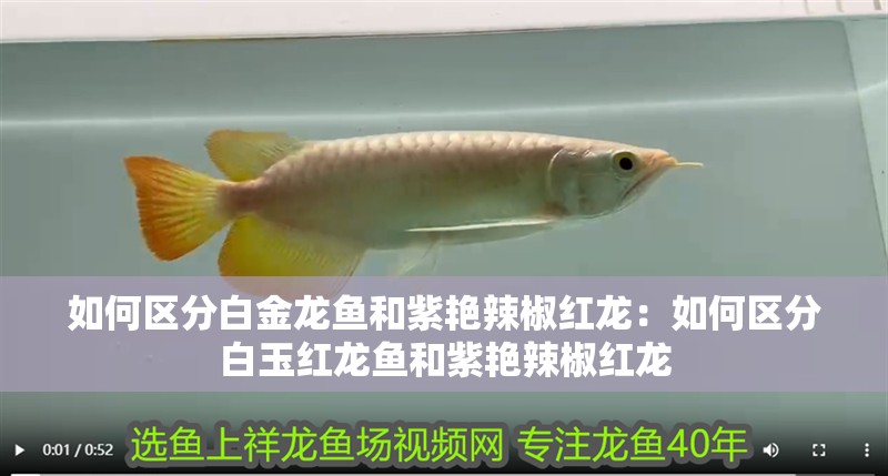 如何區分白金龍魚和紫艷辣椒紅龍：如何區分<strong><mark>白玉</mark></strong>紅龍魚和紫艷辣椒紅龍