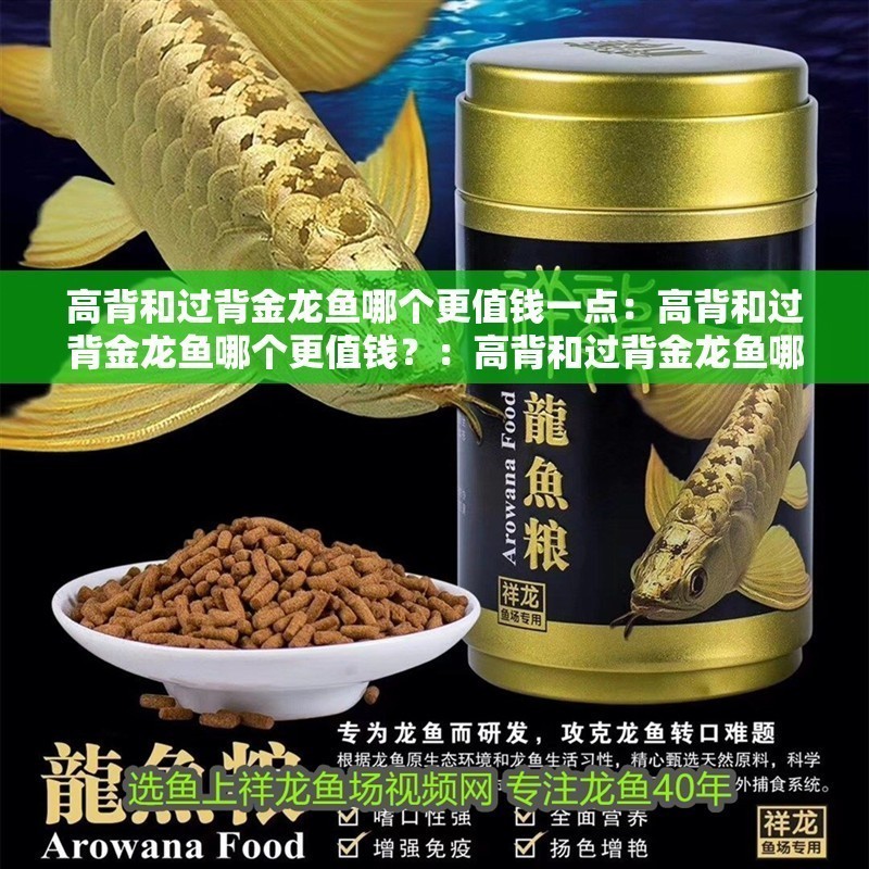 高背和過背金龍魚哪個更值錢一點：高背和過背金龍魚哪個更值錢？：高背和過背金龍魚哪個更值錢