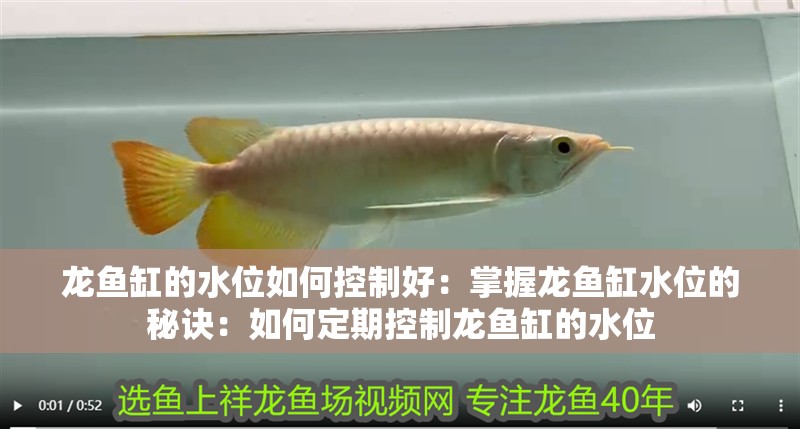 龍魚缸的水位如何控制好：掌握龍魚缸水位的秘訣：如何定期控制龍魚缸的水位