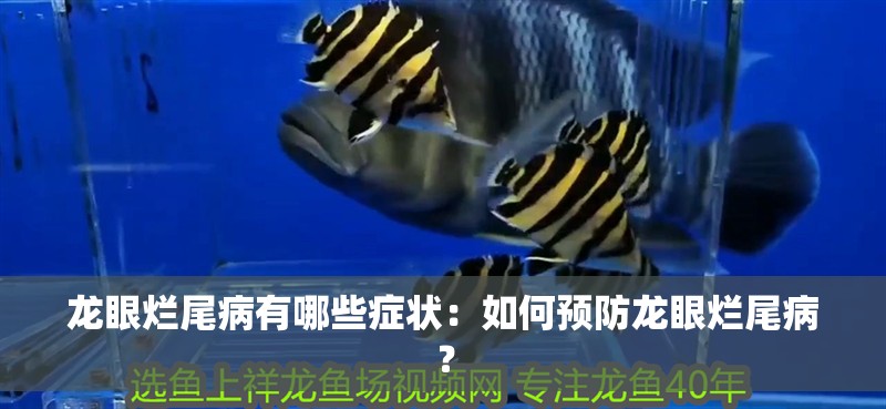 給大魚缸換水的作文:體驗給大魚缸換水的樂趣:體驗給大魚缸換水:給大魚缸換水的作文 龍眼爛尾病有哪些癥狀:如何預防龍眼爛尾病? 龍魚百科 龍眼爛尾病有哪些癥狀:如何預防龍眼爛尾病? 龍眼爛尾病有哪些癥狀:如何預防龍眼爛尾病? 龍魚百科