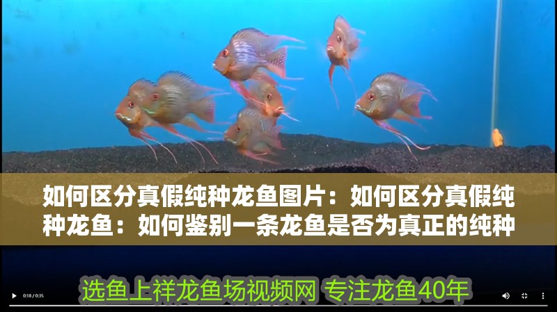 如何區分真假純種龍魚圖片：如何區分真假純種龍魚：如何鑒別一條龍魚是否為真正的純種