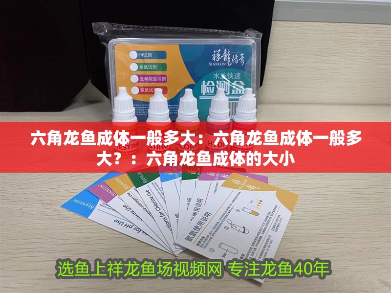六角龍魚成體一般多大：六角龍魚成體一般多大？：六角龍魚成體的大小