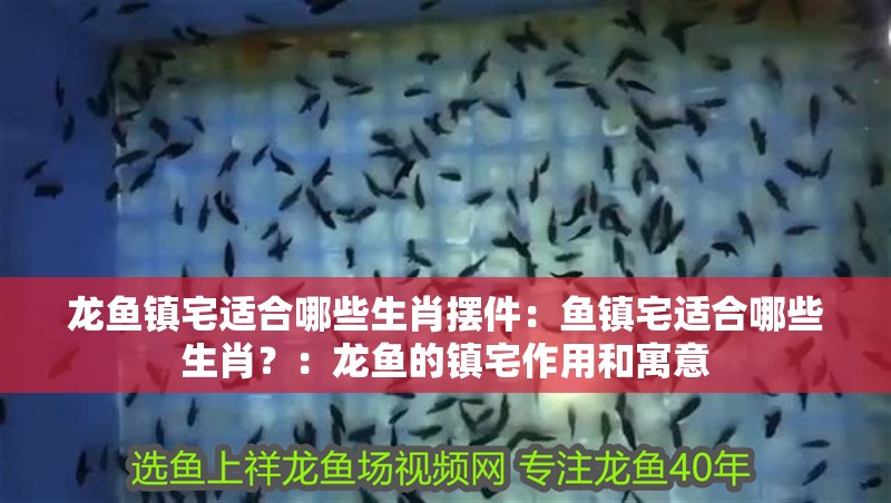 龍魚鎮(zhèn)宅適合哪些生肖擺件：魚鎮(zhèn)宅適合哪些生肖？：龍魚的鎮(zhèn)宅作用和寓意