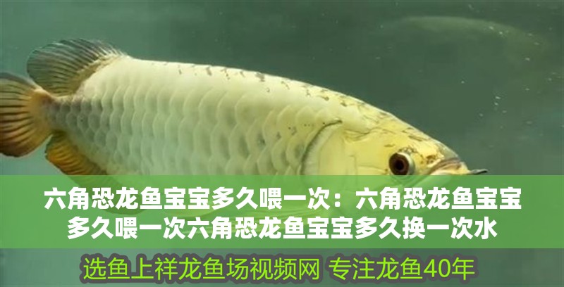 六角恐龍魚寶寶多久喂一次：六角恐龍魚寶寶多久喂一次六角恐龍魚寶寶多久換一次水
