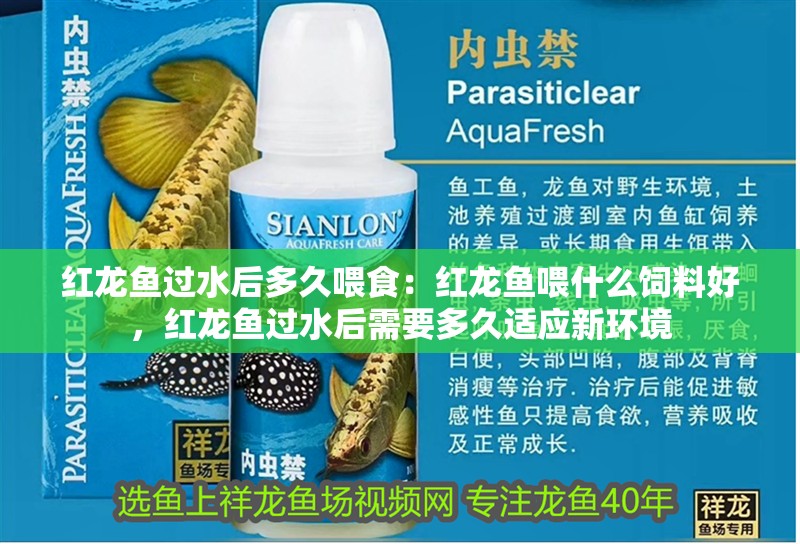 紅龍魚過水后多久喂食：紅龍魚喂什么飼料好，紅龍魚過水后需要多久適應新環境