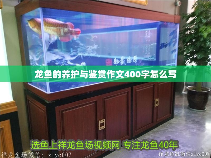 龍魚的養護與鑒賞作文400字怎么寫
