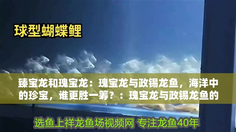 臻寶龍和瑰寶龍：瑰寶龍與政錫龍魚，海洋中的珍寶，誰更勝一籌？：瑰寶龍與政錫龍魚的區別 臻寶龍和瑰寶龍：瑰寶龍與政錫龍魚，海洋中的珍寶，誰更勝一籌？：瑰寶龍與政錫龍魚的區別 水族問答