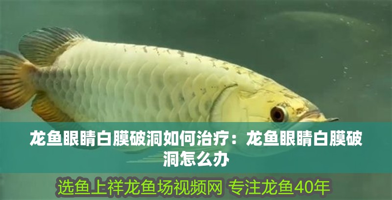 龍魚眼睛白膜破洞如何治療：龍魚眼睛白膜破洞怎么辦