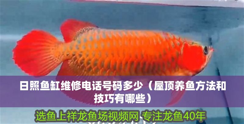 日照魚缸維修電話號碼多少（屋頂養魚方法和技巧有哪些）