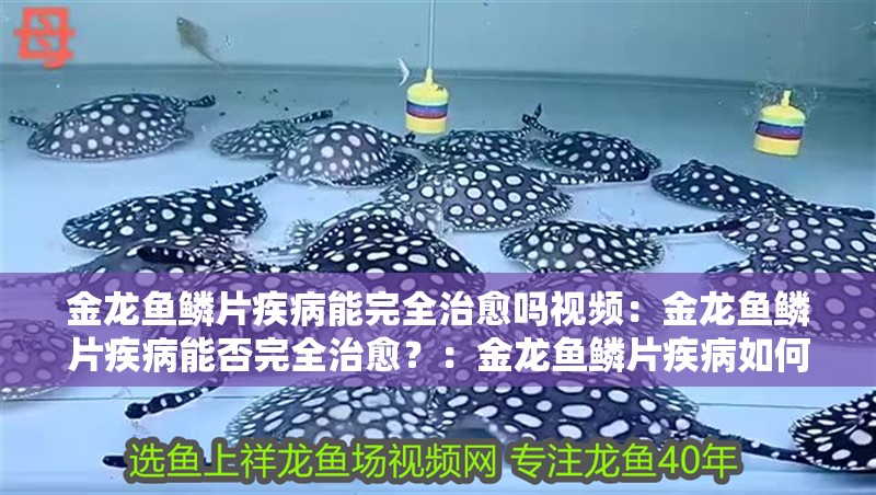 金龍魚鱗片疾病能完全治愈嗎視頻：金龍魚鱗片疾病能否完全治愈？：金龍魚鱗片疾病如何治療