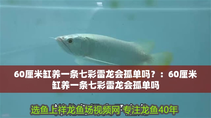 60厘米缸養一條七彩雷龍會孤單嗎？：60厘米缸養一條七彩雷龍會孤單嗎