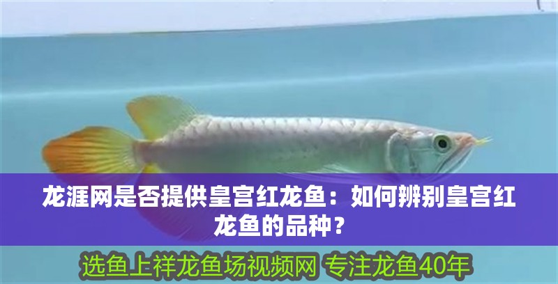龍涯網(wǎng)是否提供皇宮紅龍魚：如何辨別皇宮紅龍魚的品種？