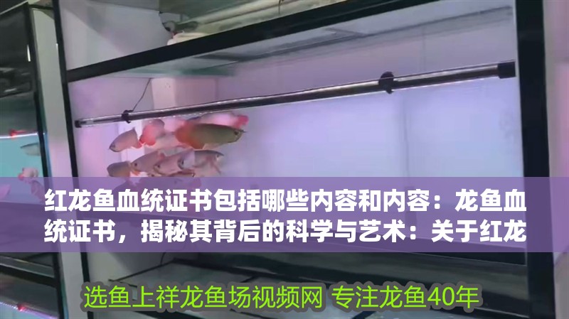 紅龍魚血統證書包括哪些內容和內容：龍魚血統證書，揭秘其背后的科學與藝術：關于紅龍魚血統證書的介紹