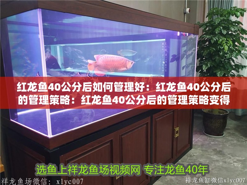 紅龍魚40公分后如何管理好：紅龍魚40公分后的管理策略：紅龍魚40公分后的管理策略變得尤為重要，紅龍魚的管理策略