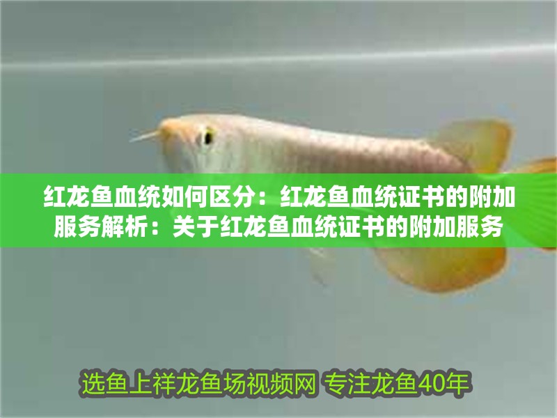 紅龍魚血統如何區分：紅龍魚血統證書的附加服務解析：關于紅龍魚血統證書的附加服務
