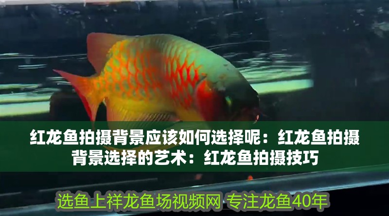 紅龍魚拍攝背景應該如何選擇呢：紅龍魚拍攝背景選擇的藝術(shù)：紅龍魚拍攝技巧