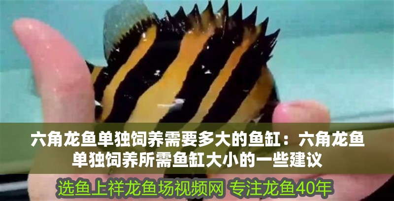 六角龍魚單獨(dú)飼養(yǎng)需要多大的魚缸：六角龍魚單獨(dú)飼養(yǎng)所需魚缸大小的一些建議