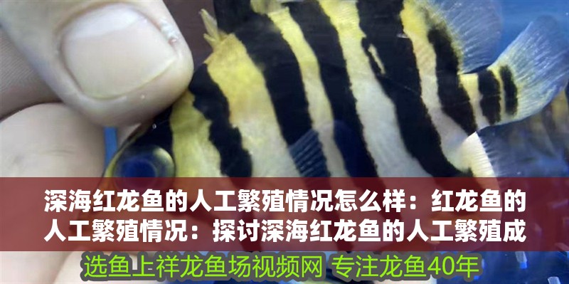 深海紅龍魚的人工繁殖情況怎么樣：紅龍魚的人工繁殖情況：探討深海紅龍魚的人工繁殖成功率，深海紅龍魚人工繁殖面臨的挑戰