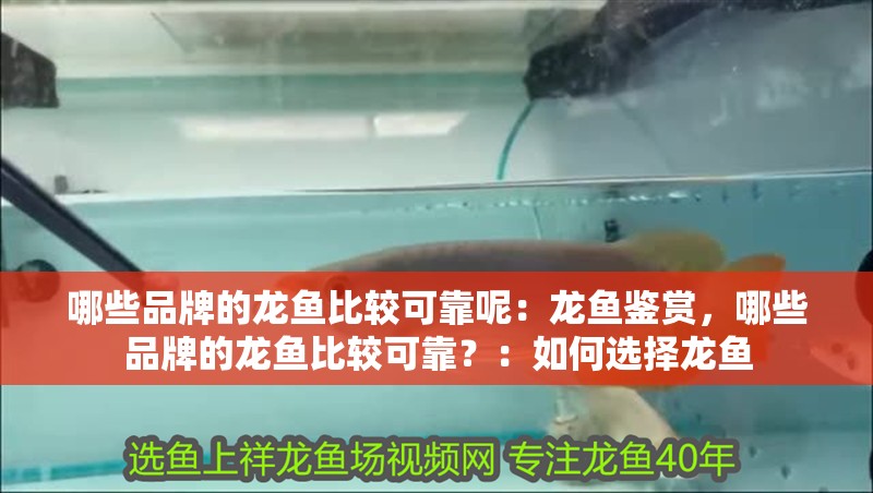 哪些品牌的龍魚比較可靠呢：龍魚鑒賞，哪些品牌的龍魚比較可靠？：如何選擇龍魚 哪些品牌的龍魚比較可靠呢：龍魚鑒賞，哪些品牌的龍魚比較可靠？：如何選擇龍魚 水族問答