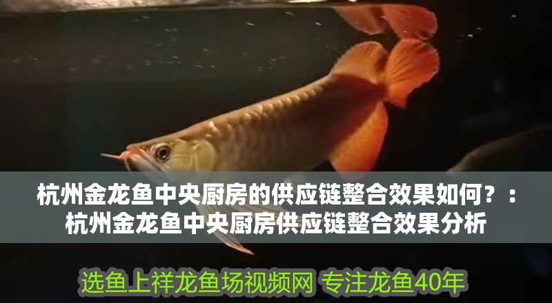 杭州金龍魚中央廚房的供應鏈整合效果如何？：杭州金龍魚中央廚房供應鏈整合效果分析