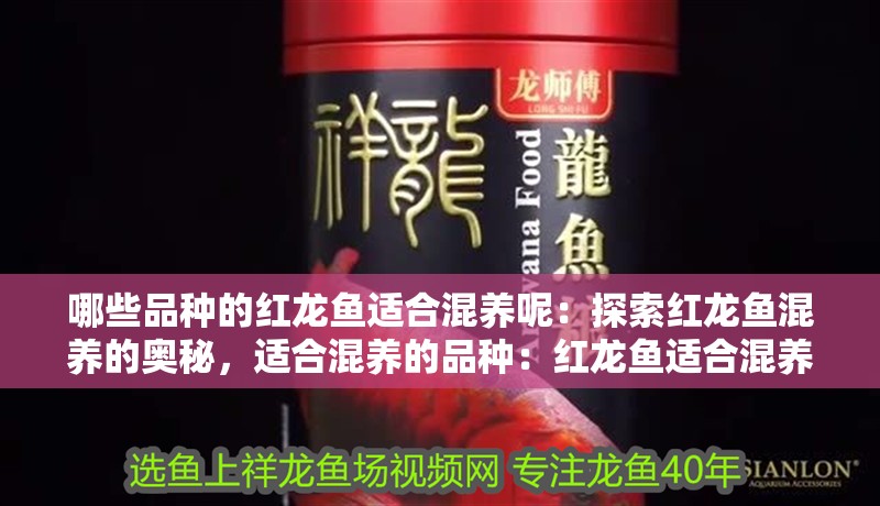 哪些品種的紅龍魚適合混養(yǎng)呢：探索紅龍魚混養(yǎng)的奧秘，適合混養(yǎng)的品種：紅龍魚適合混養(yǎng)嗎