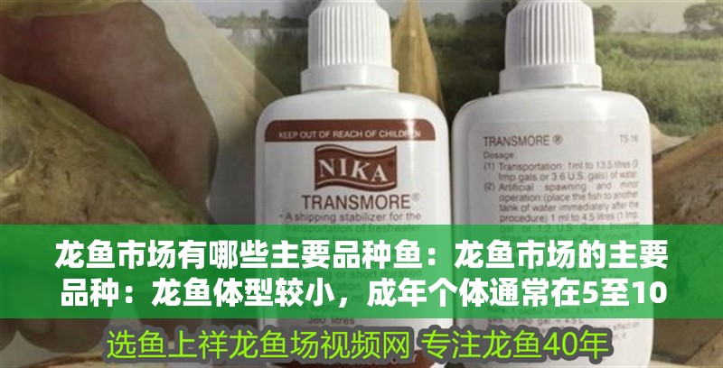 龍魚市場有哪些主要品種魚：龍魚市場的主要品種：龍魚體型較小，成年個體通常在5至10厘米長的龍魚體型較小