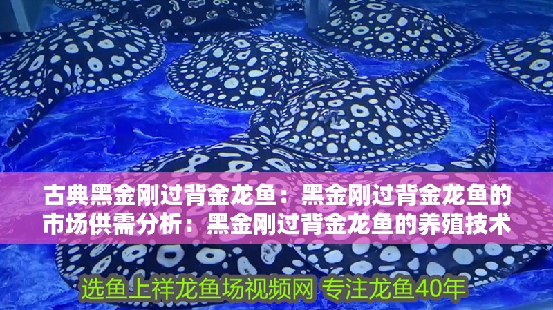古典黑金剛過背金龍魚：黑金剛過背金龍魚的市場供需分析：黑金剛過背金龍魚的養殖技術