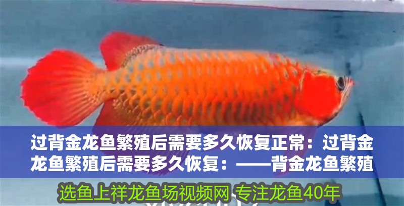 過背金龍魚繁殖后需要多久恢復正常：過背金龍魚繁殖后需要多久恢復：——背金龍魚繁殖后需要多久恢復過程