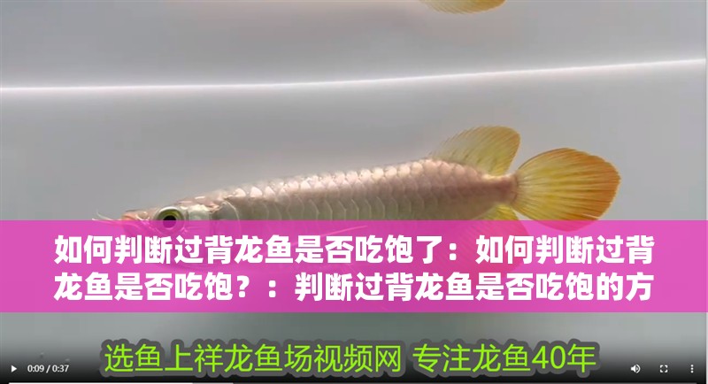 如何判斷過背龍魚是否吃飽了：如何判斷過背龍魚是否吃飽？：判斷過背龍魚是否吃飽的方法
