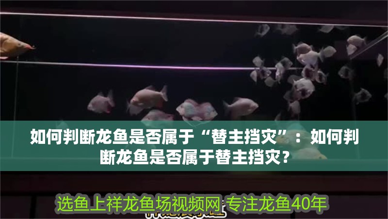 如何判斷龍魚是否屬于“替主擋災”：如何判斷龍魚是否屬于替主擋災？ 如何判斷龍魚是否屬于“替主擋災”：如何判斷龍魚是否屬于替主擋災？ 龍魚百科