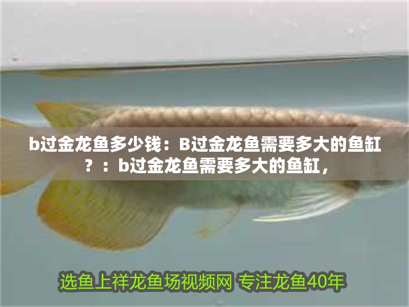 b過金龍魚多少錢：B過金龍魚需要多大的魚缸？：b過金龍魚需要多大的魚缸，
