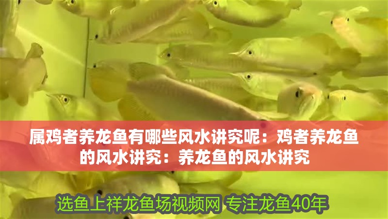 屬雞者養龍魚有哪些風水講究呢：雞者養龍魚的風水講究：養龍魚的風水講究