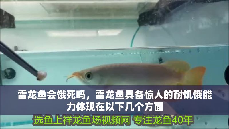 雷龍魚會餓死嗎，雷龍魚具備驚人的耐饑餓能力體現在以下幾個方面