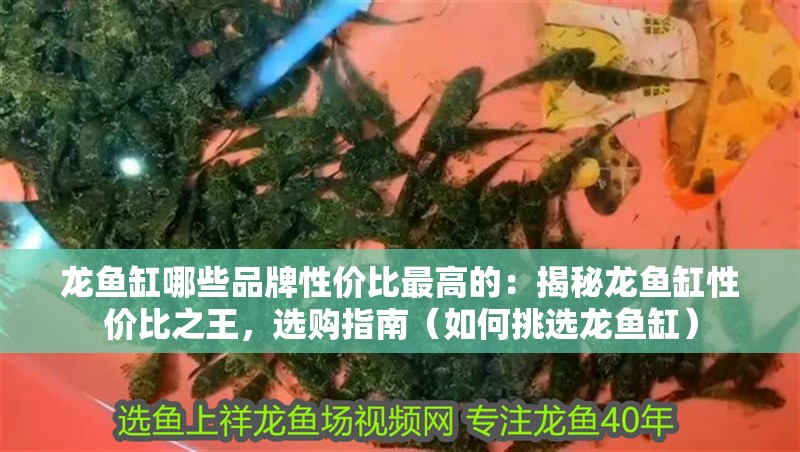 龍魚缸哪些品牌性價比最高的：揭秘龍魚缸性價比之王，選購指南（如何挑選龍魚缸）