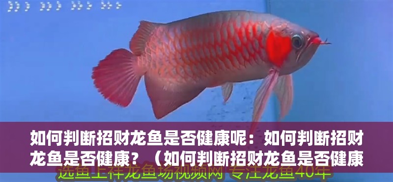 如何判斷招財龍魚是否健康呢：如何判斷招財龍魚是否健康？（如何判斷招財龍魚是否健康）