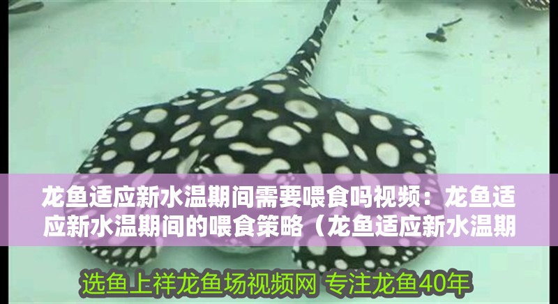 龍魚適應新水溫期間需要喂食嗎視頻：龍魚適應新水溫期間的喂食策略（龍魚適應新水溫期間喂食策略，龍魚適應新水溫期間的喂食策略）