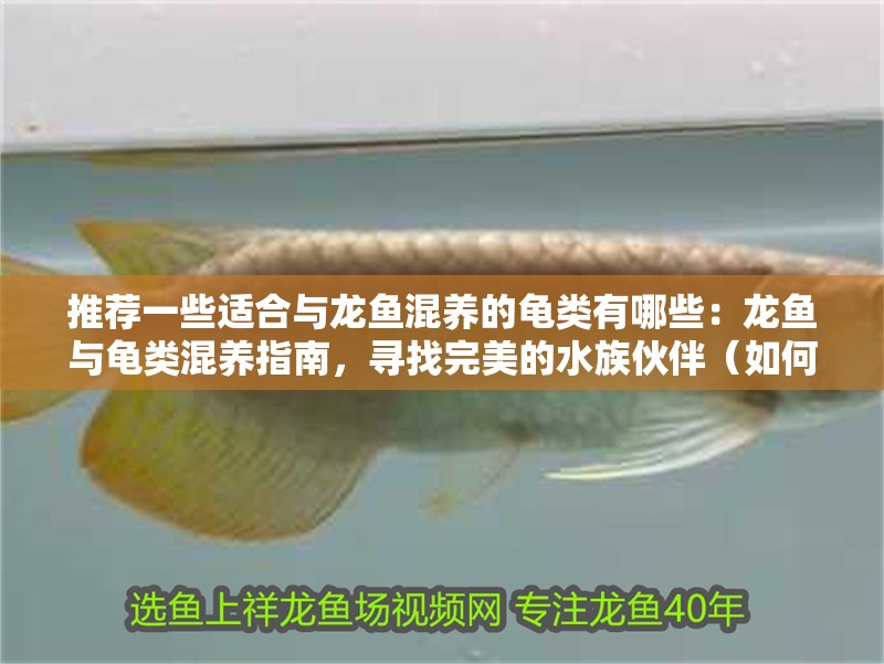 推薦一些適合與龍魚(yú)混養(yǎng)的龜類(lèi)有哪些：龍魚(yú)與龜類(lèi)混養(yǎng)指南，尋找完美的水族伙伴（如何選擇適合的龜類(lèi)？）