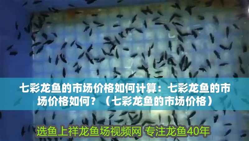 七彩龍魚的市場價格如何計算：七彩龍魚的市場價格如何？（七彩龍魚的市場價格）