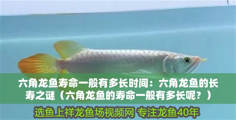 六角龍魚壽命一般有多長時間：六角龍魚的長壽之謎（六角龍魚的壽命一般有多長呢？）