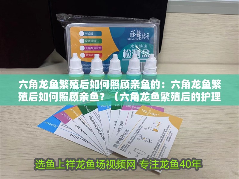 六角龍魚繁殖后如何照顧親魚的：六角龍魚繁殖后如何照顧親魚？（六角龍魚繁殖后的護理）