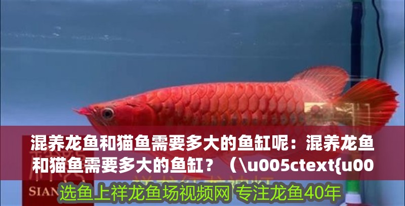 混養(yǎng)龍魚和貓魚需要多大的魚缸呢：混養(yǎng)龍魚和貓魚需要多大的魚缸？（\u005ctext{u005ctext{u005ctext{）